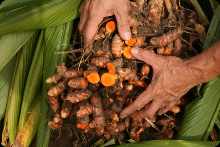 The Harvest