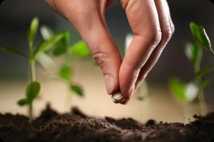 The Seed